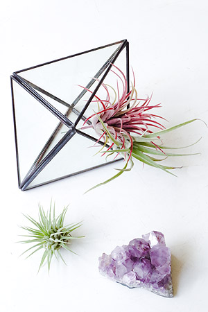 Glass Terarium Rhombic 