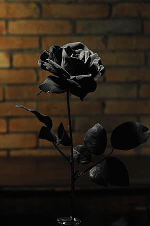 Cool Black Rose S