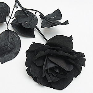 Cool Black Rose S