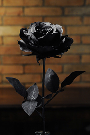 Cool Black Rose L
