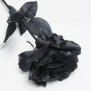 Cool Black Rose L