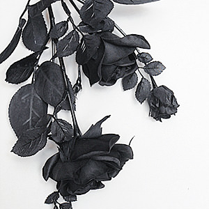 Cool Black Hamilton Rose