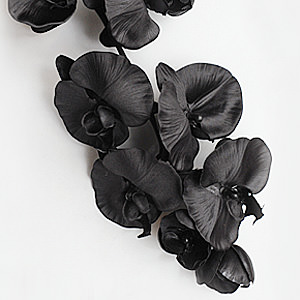 Cool Black　Phalaenopsis orchid
